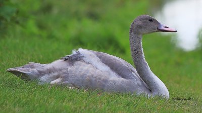 Img_5955 Camrose cygnet.JPG