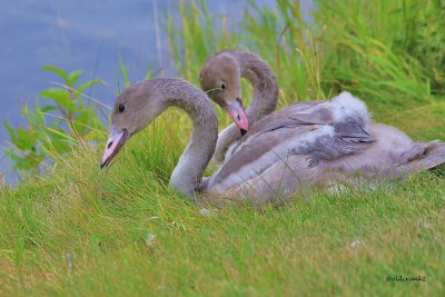 IMG_5982 cygnets camrose.JPG