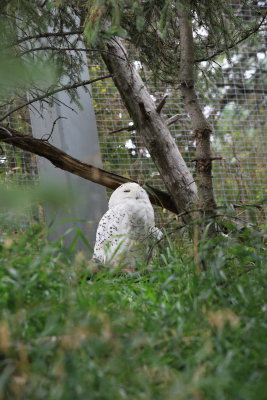 Snowy Owl