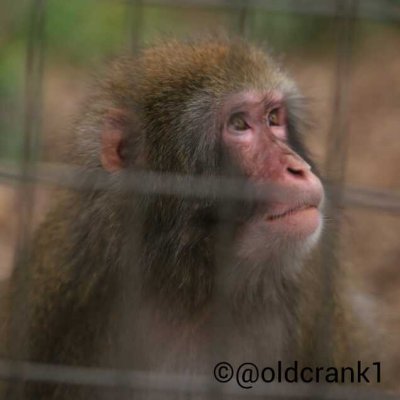 Monkey