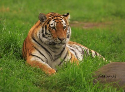 IMG_8439 Calgary zoo tiger.JPG