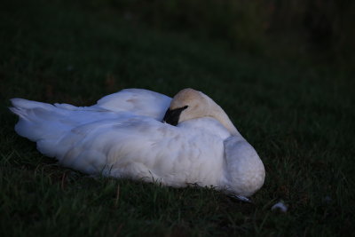 IMG_0281 (2)swan.jpg