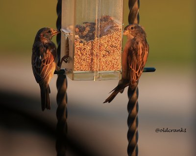 IMG_0309 sparrow breakfast.JPG