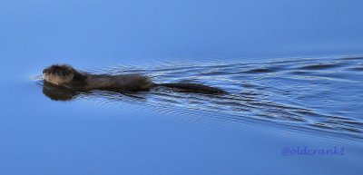 IMG_6515 muskrat.JPG