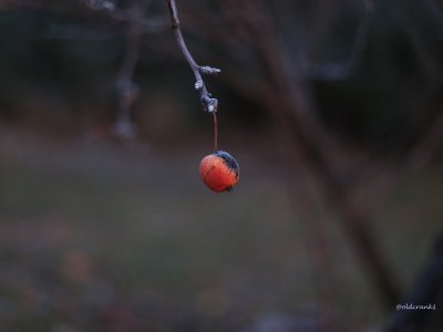 IMG_6989 single crabapple after frost.JPG