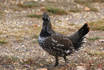 IMG_7122 grouse.JPG