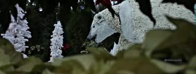 IMG_9927secret polar bear pb.jpg