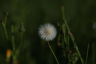 IMG_0911 (2)white seeds pb.jpg
