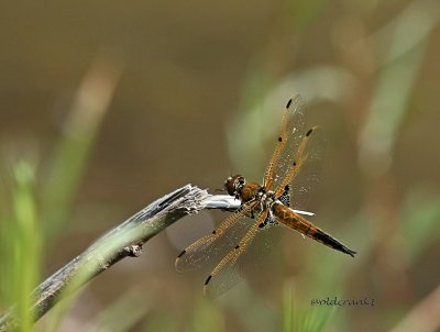 IMG_4283 (4) pb dragonfly.jpg