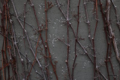 IMG_8008 vine tendrils in winter.JPG