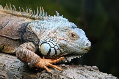 IMG_8778.JPG