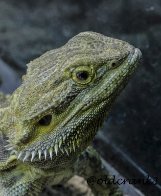 Creatures in various zoos
