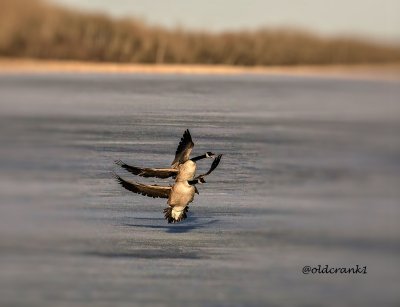 IMG_0413 geese in flight.jpg