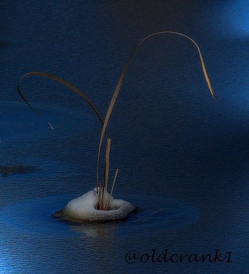 IMG_0651 -reeds.jpg