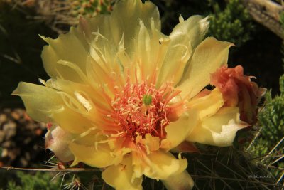 IMG_4338 yellow cactus flower.JPG