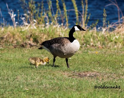 DSC_2617 gosling 2015.jpg
