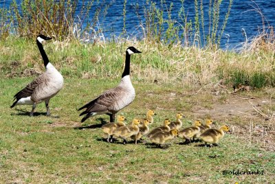 DSC_2627 3 goslings 2015.jpg