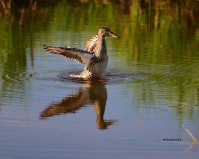 DSC_5297 duck.JPG