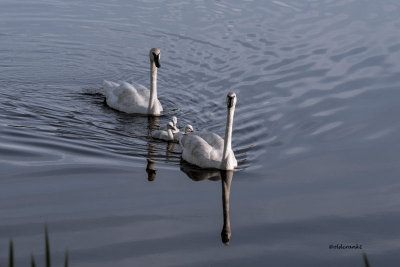 DSC_6214 trumpeter swans swim june 24 15 fb.jpg
