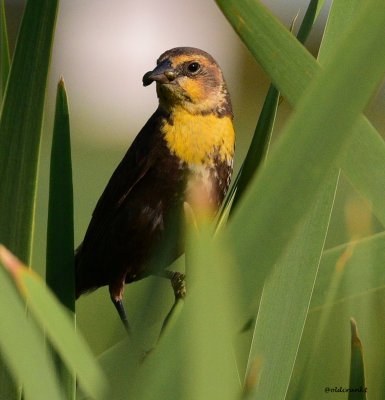 DSC_6696.JPG