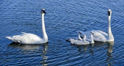 IMAGES OF Waterfowl