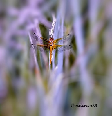 Butterflys and Moths