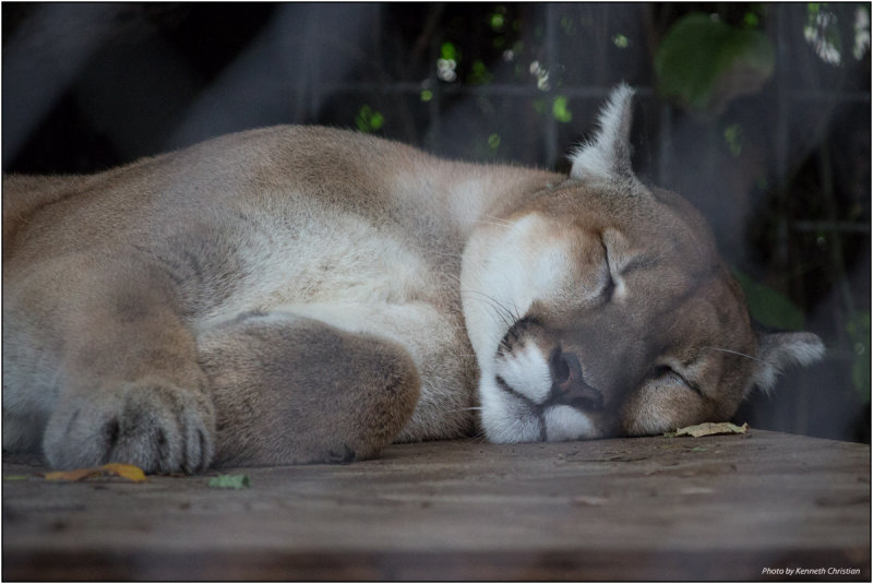 Sleepy Cat