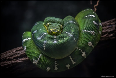 Green Emerald Tree Boa Snake