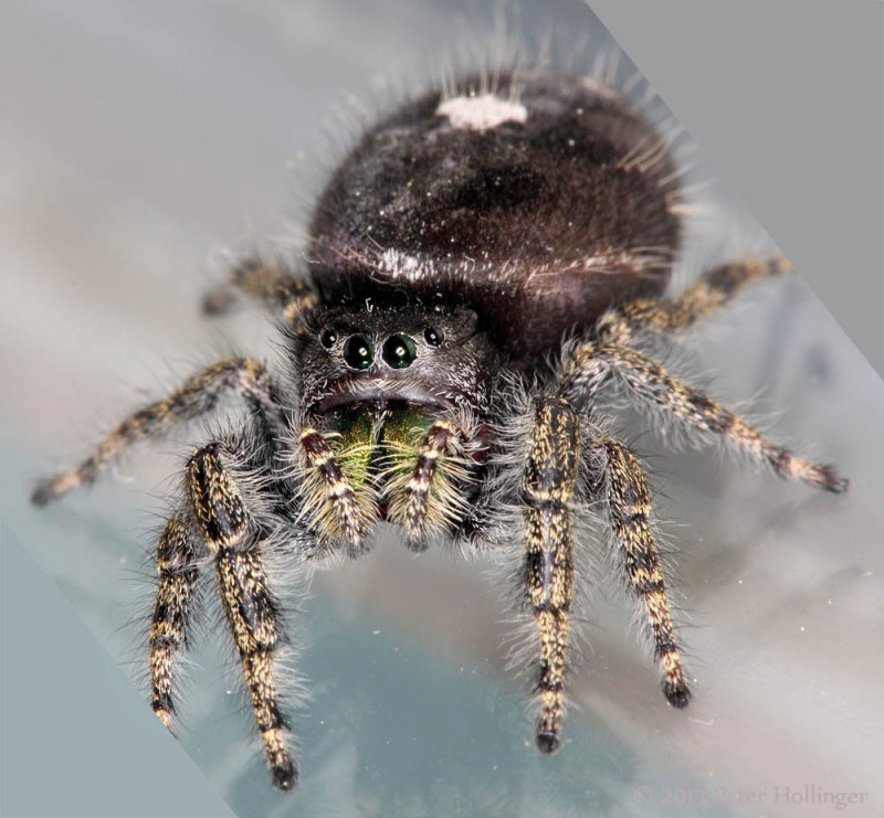 Mrs Phidippus and her babies