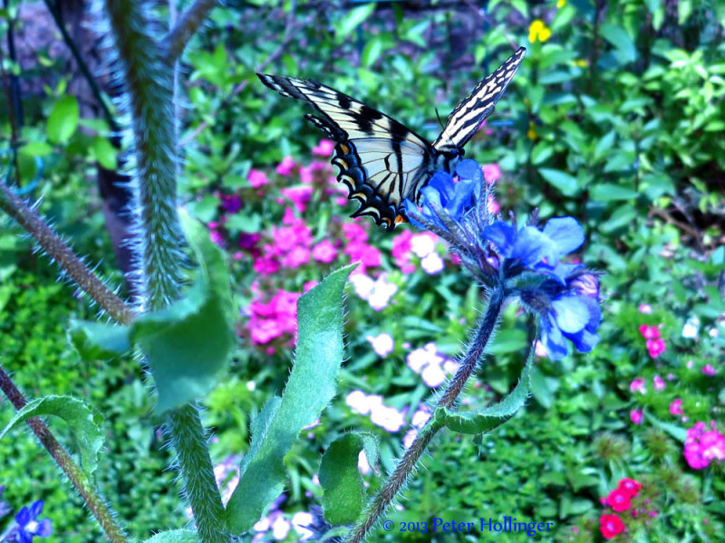 Tiger Swallowtail on Bugloss