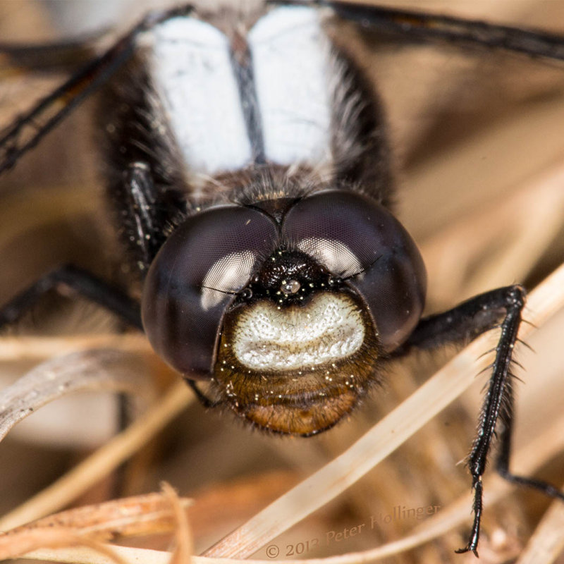 Chalk-fronted Corporal Ladona julia