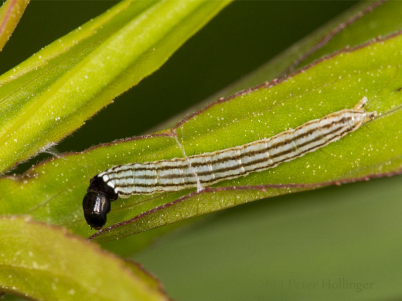 Striped Caterpillar