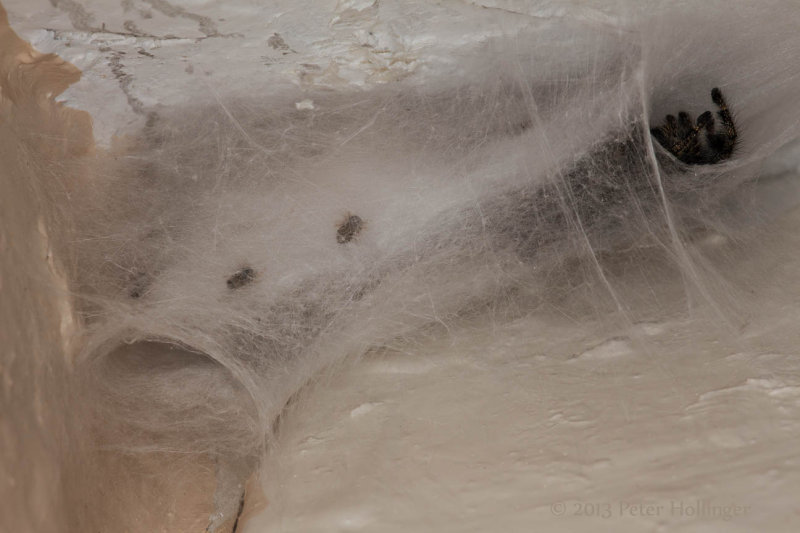 First babies are visible inside the webbing