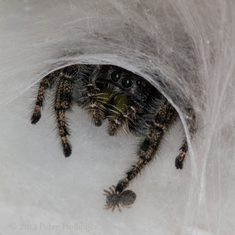 Phidippus Mama with a first-instar baby