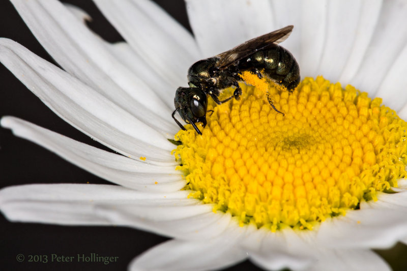 Little Black Bee on Daisy