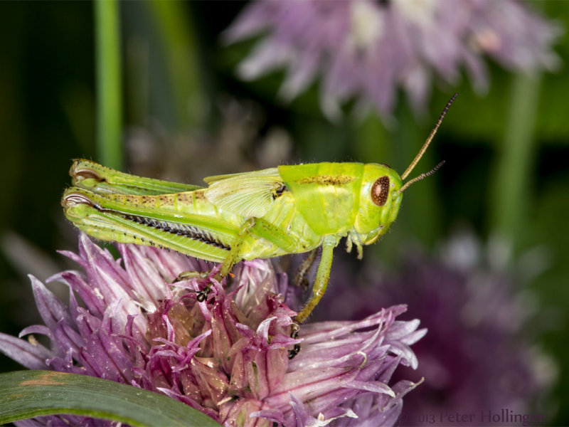 Grasshopper on chive flowers
