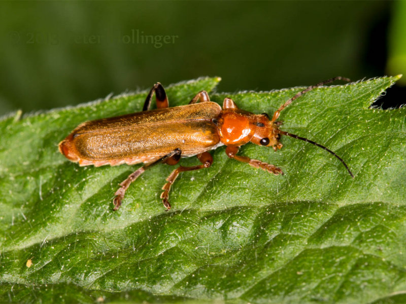 Orange Beetle