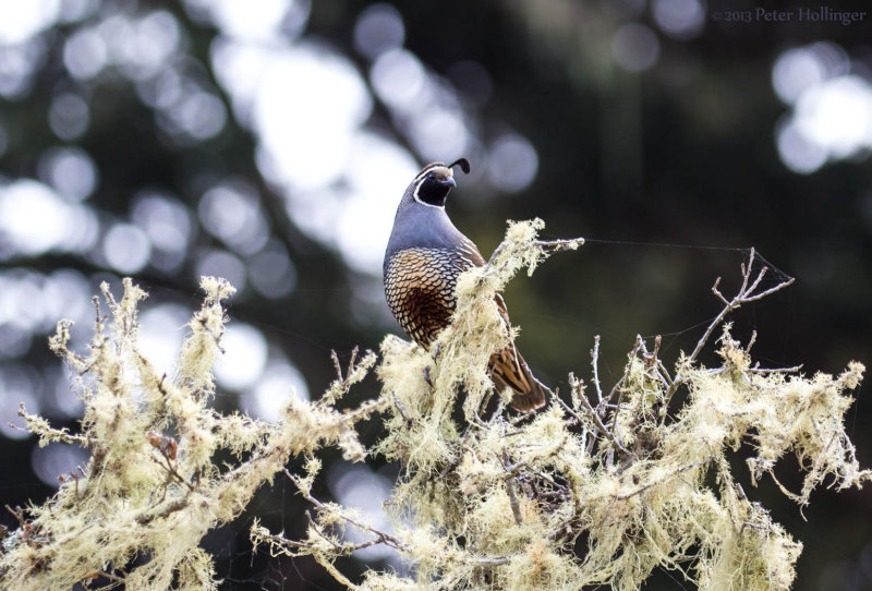 California Quail in an Usnea-laden snag. 