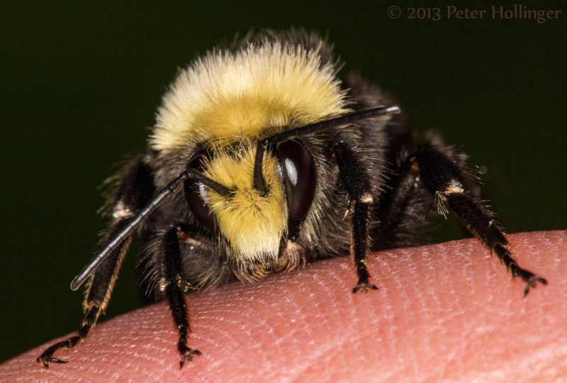Bumblebee warming on finger