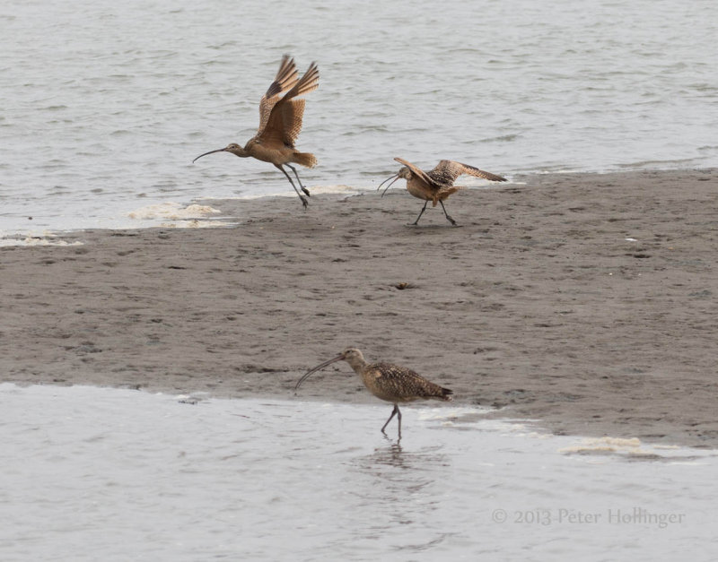 Long-billed curlews