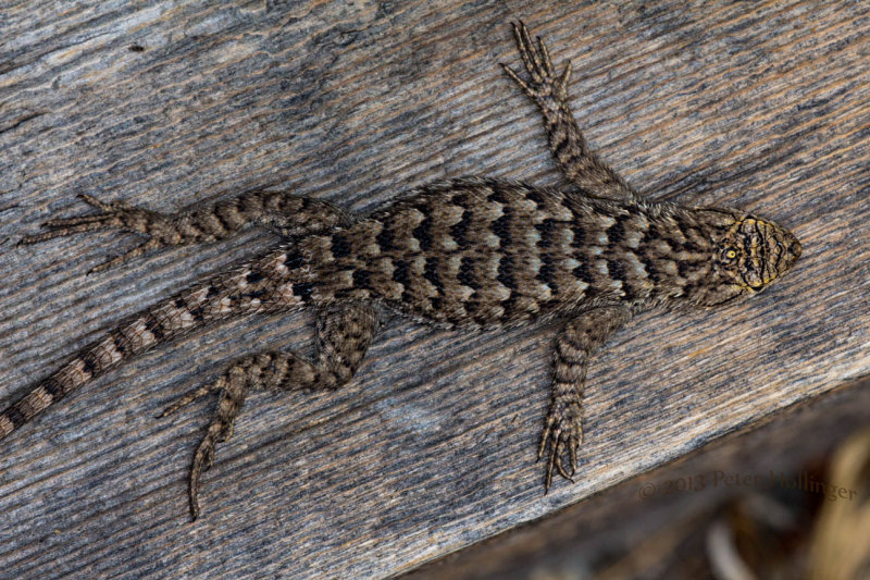 Lizard Sunning