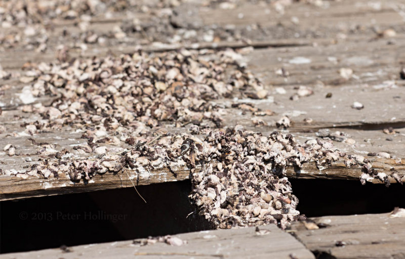 Cliff Swallow Guano