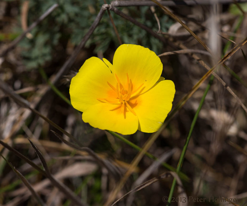 California Poppy