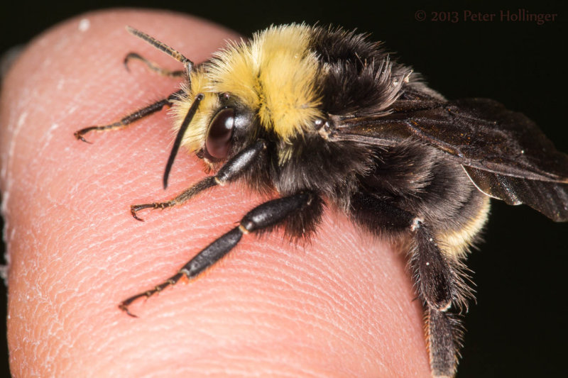Bumblebee warming on fingertip