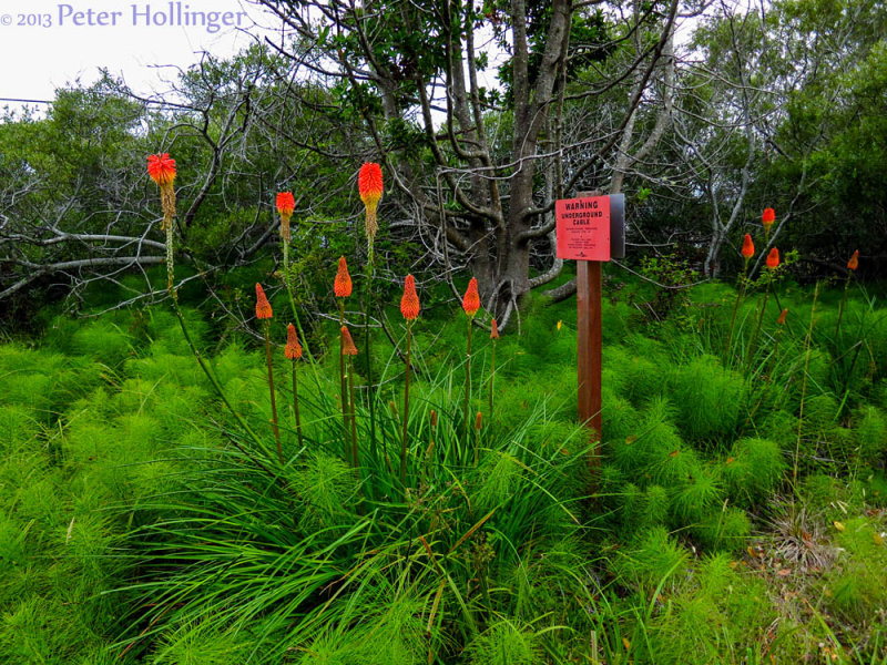 Aloes and Horsetails