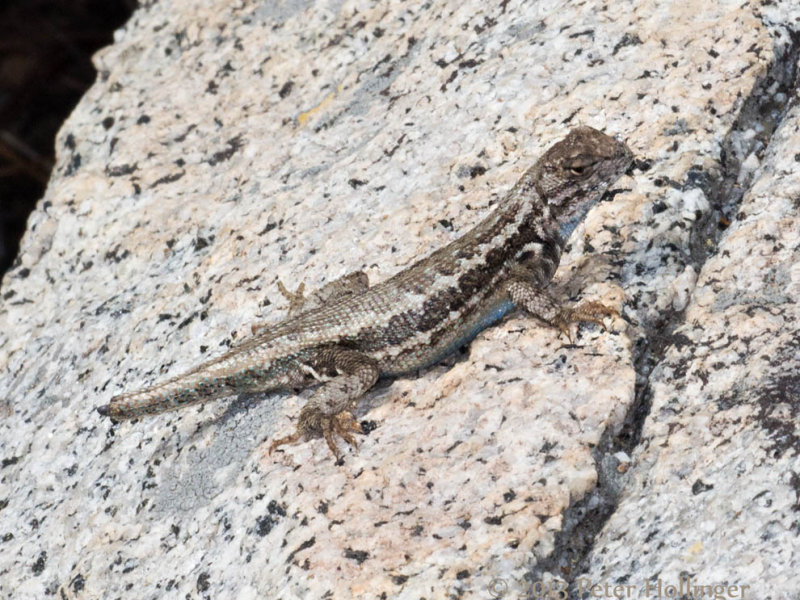 Lizard regrowing its tail