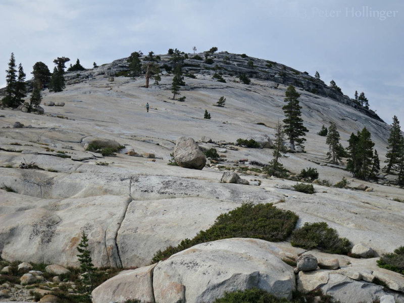 The conifers grow from spalting granite