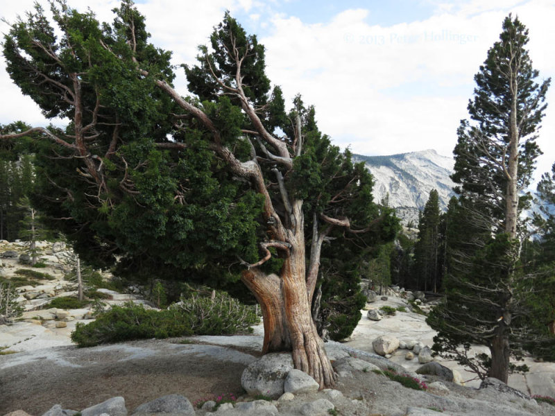 Old Juniper in Yosemite