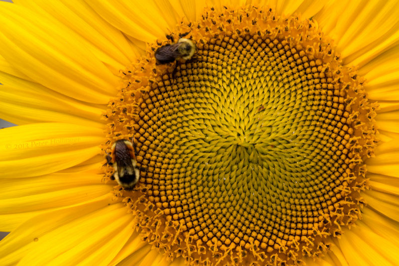 Two Bees on a Sunflower 
