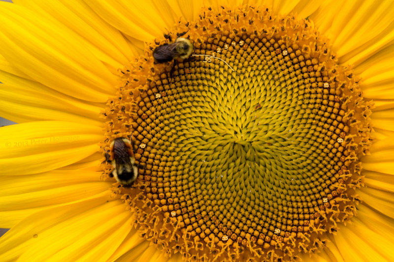 Fibonacci Spirals on Sunflower